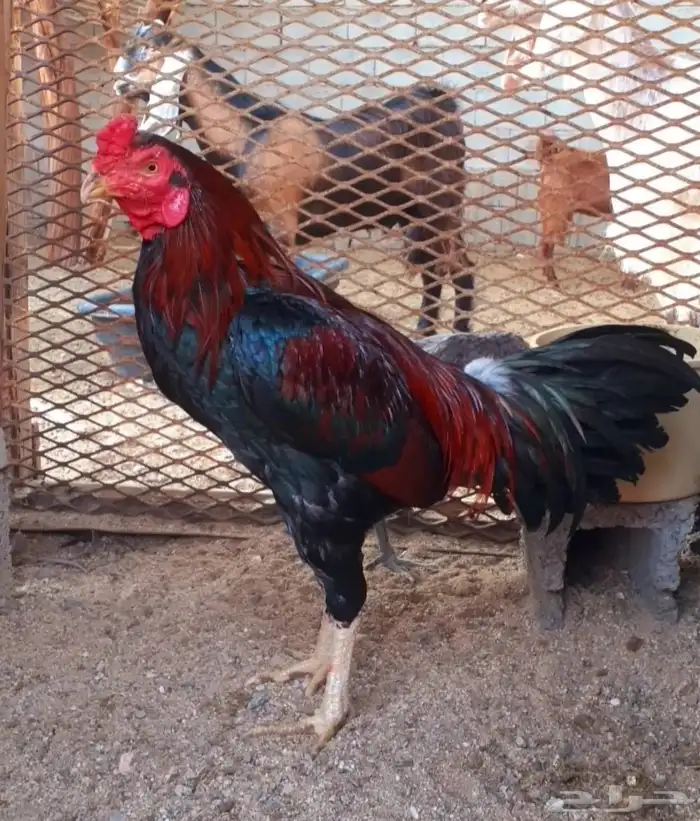 للبيع دجاج باكستاني 0