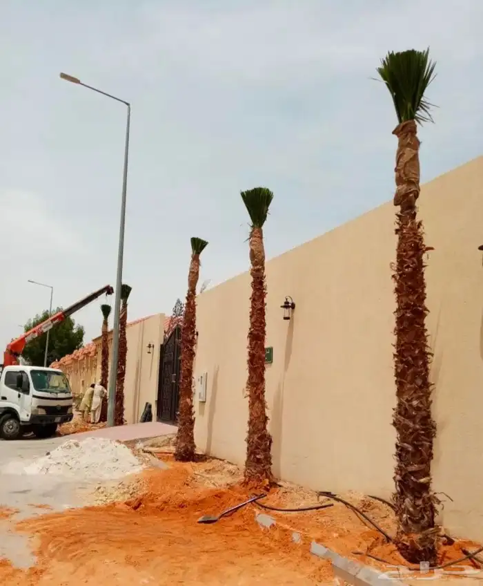 وشنطونيا زينه ابومروحه جميع المقاسات 1