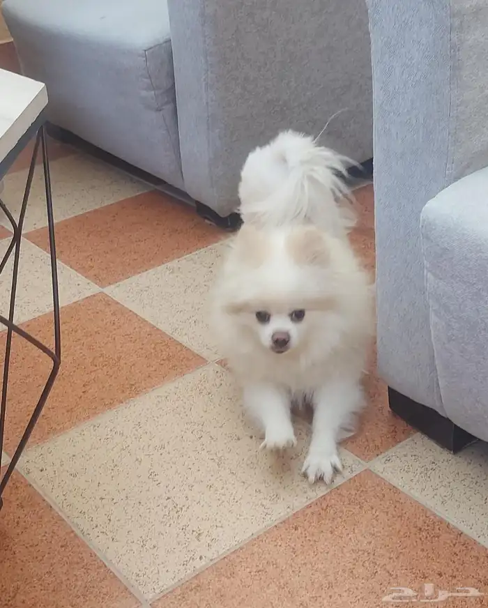 كلب بومرينيان ابيض بيور 2