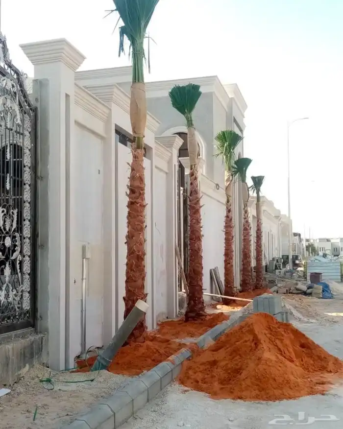 وشنطونيا زينه ابومروحه جميع المقاسات 0