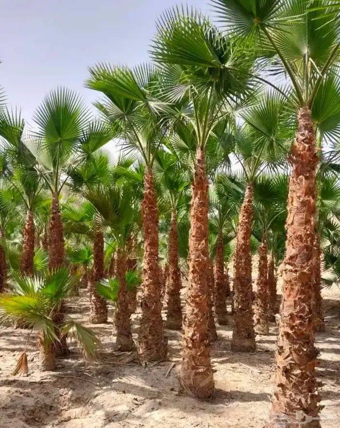 وشنطونيا زينه ابومروحه جميع المقاسات 4