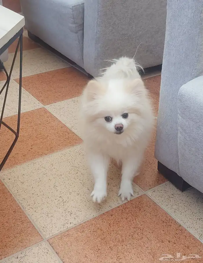 كلب بومرينيان ابيض بيور 1