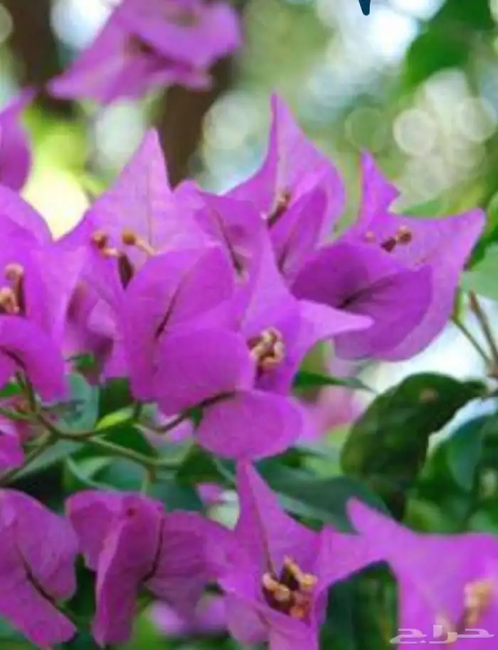 جميع انواع والوان الجهنمية متوفرة لدى حدائق جنة البدر للجملة 1