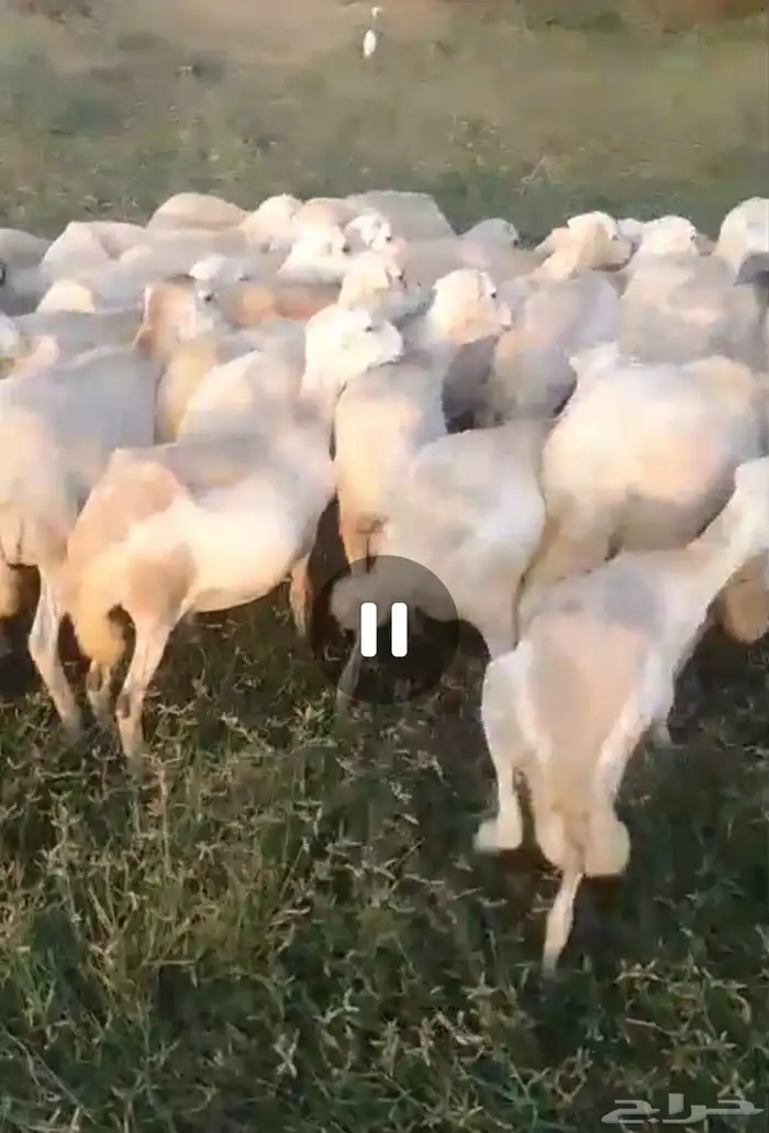 ضان رفيدي بلدي مقاني دفيع العدد 50 سن جدا ثني ربع 0