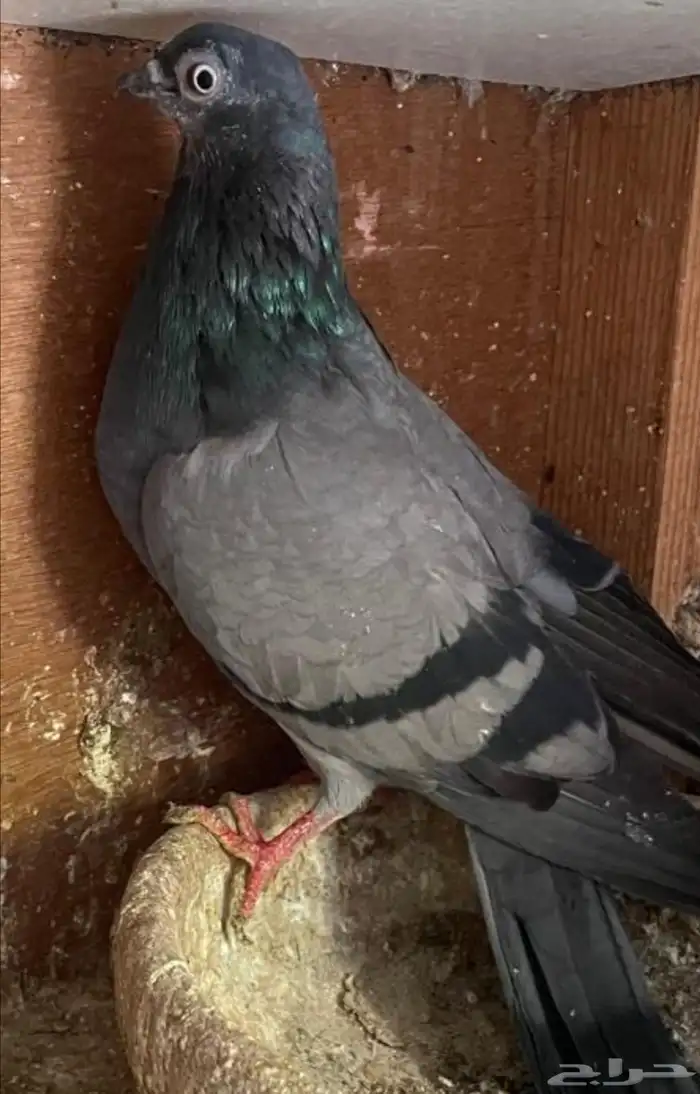 جوز فينا معه فرخين تم اللبيع تم اللبيع تم اللبيع تم اللبيع 2