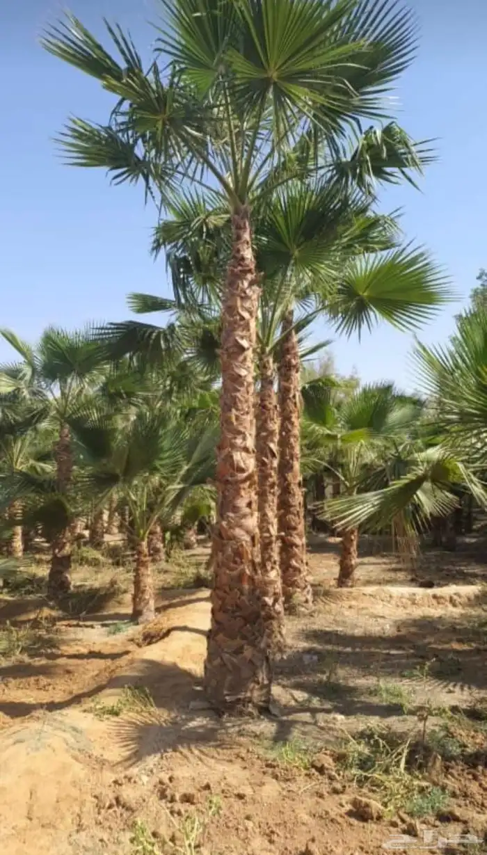 وشنطونيا زينه ابومروحه جميع المقاسات 3