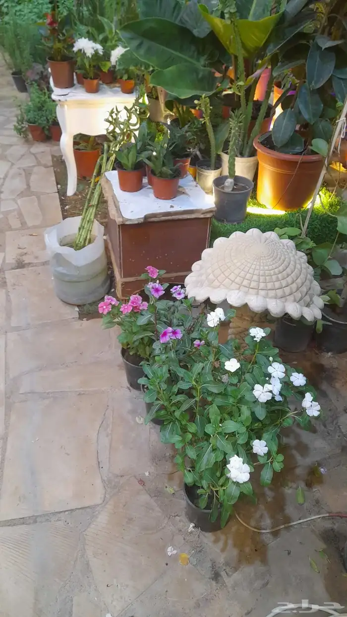 منسق حدائق وتركيب جميع شبكات الري العادي والاتمتك والدكور 5