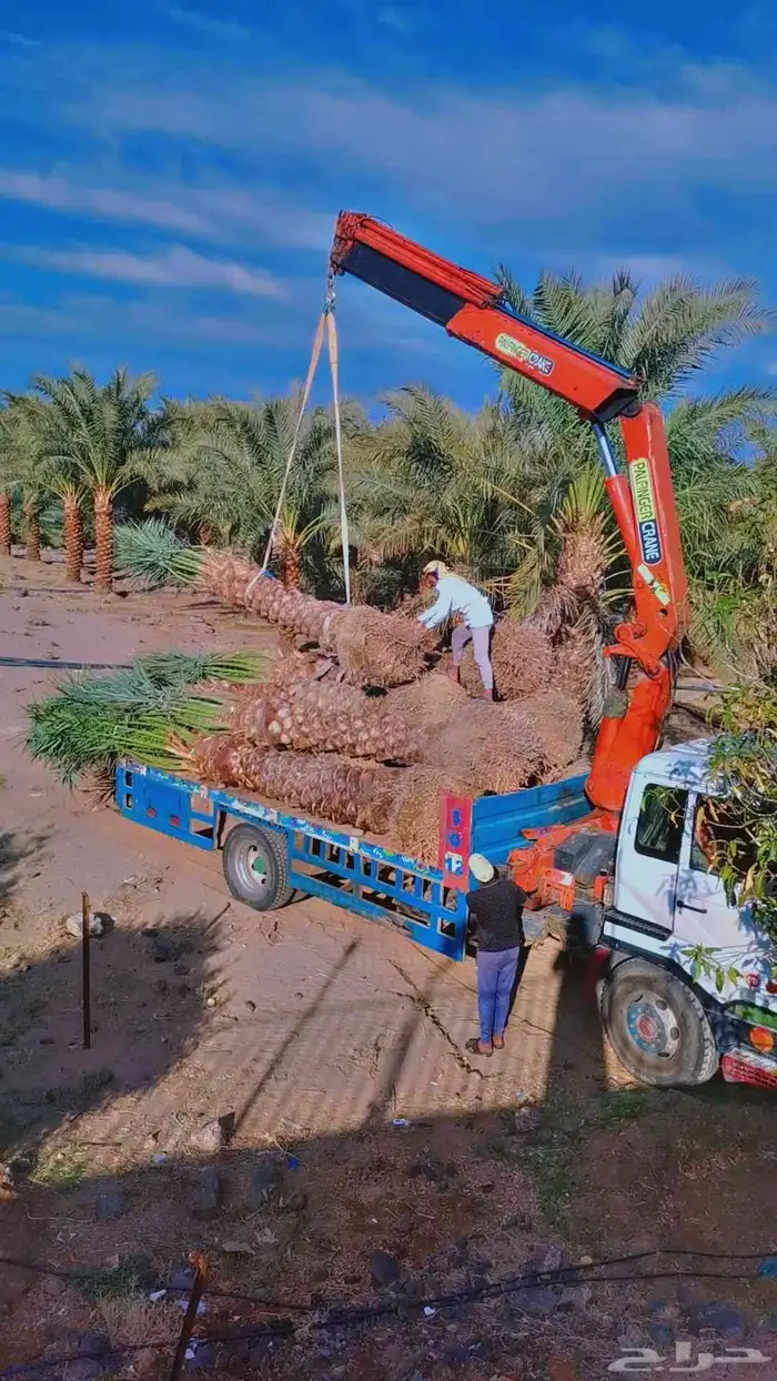 مقول نخل وشبوك مزارعه 3