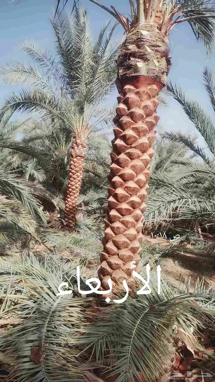 مقول نخل وشبوك مزارعه 8