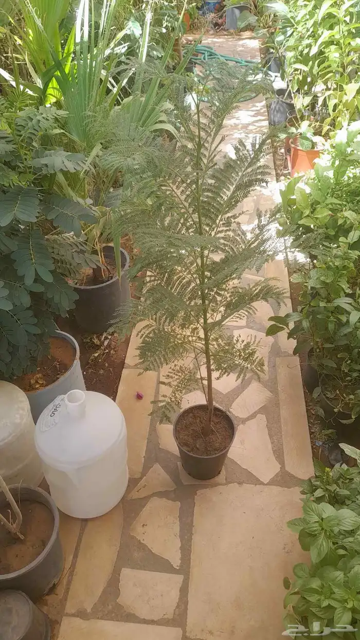 منسق حدائق وتركيب جميع شبكات الري العادي والاتمتك والدكور 7