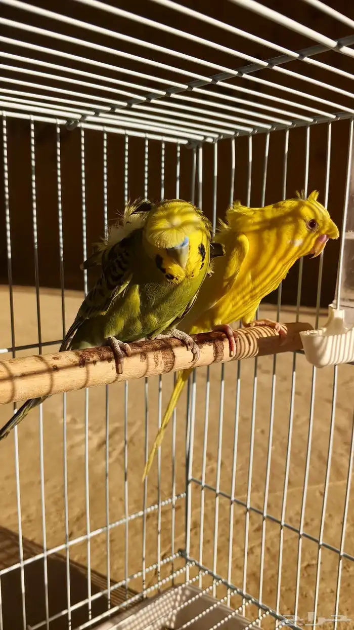 زوج بادجي انتاج سبلت بلاك فيس 2