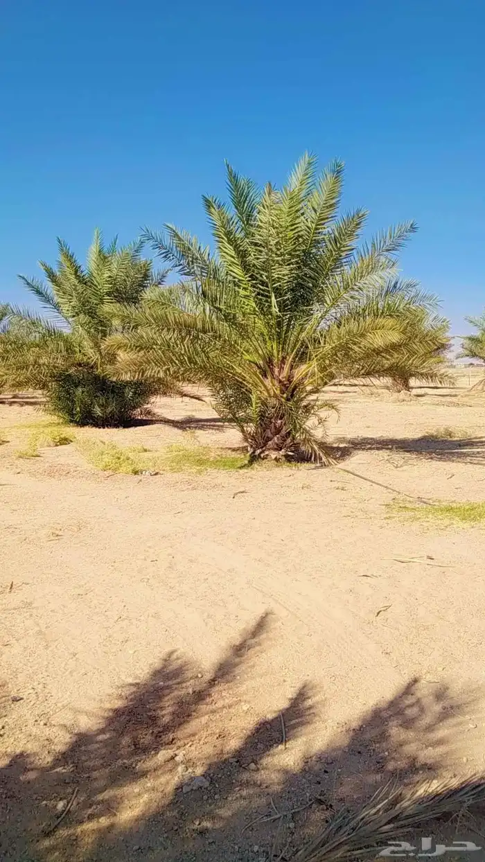 يوجد لدي نخل انواع طيبه صقعي ومجدوله وسكري وسلطانه وهلالي بر 4