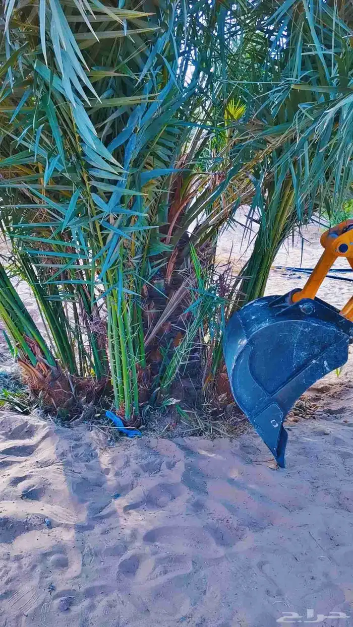 مقول نخل وشبوك مزارعه 1