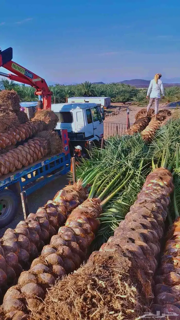 مقول نخل وشبوك مزارعه 2