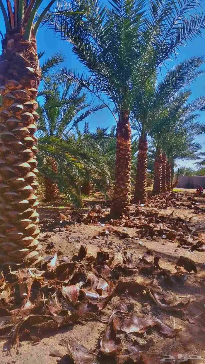 مقول نخل وشبوك مزارعه 4