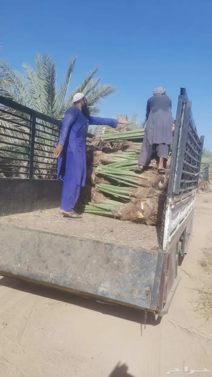 مقول نخل وشبوك مزارعه 0