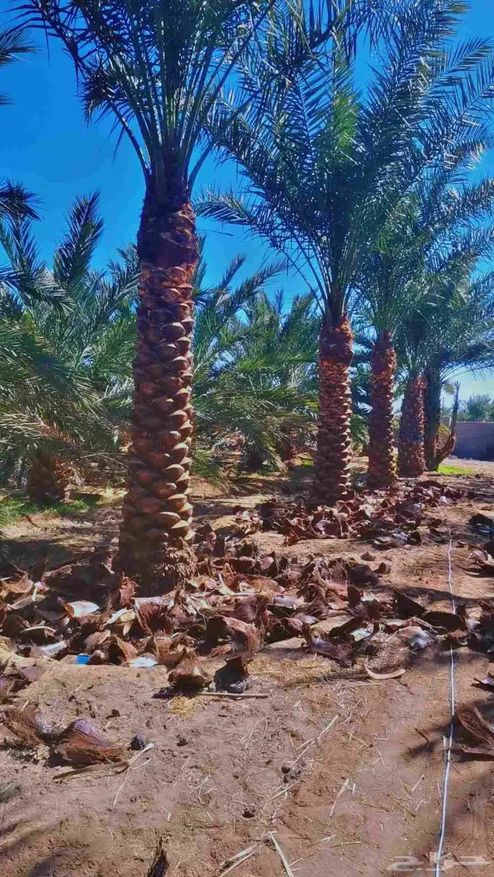 مقول نخل وشبوك مزارعه 5