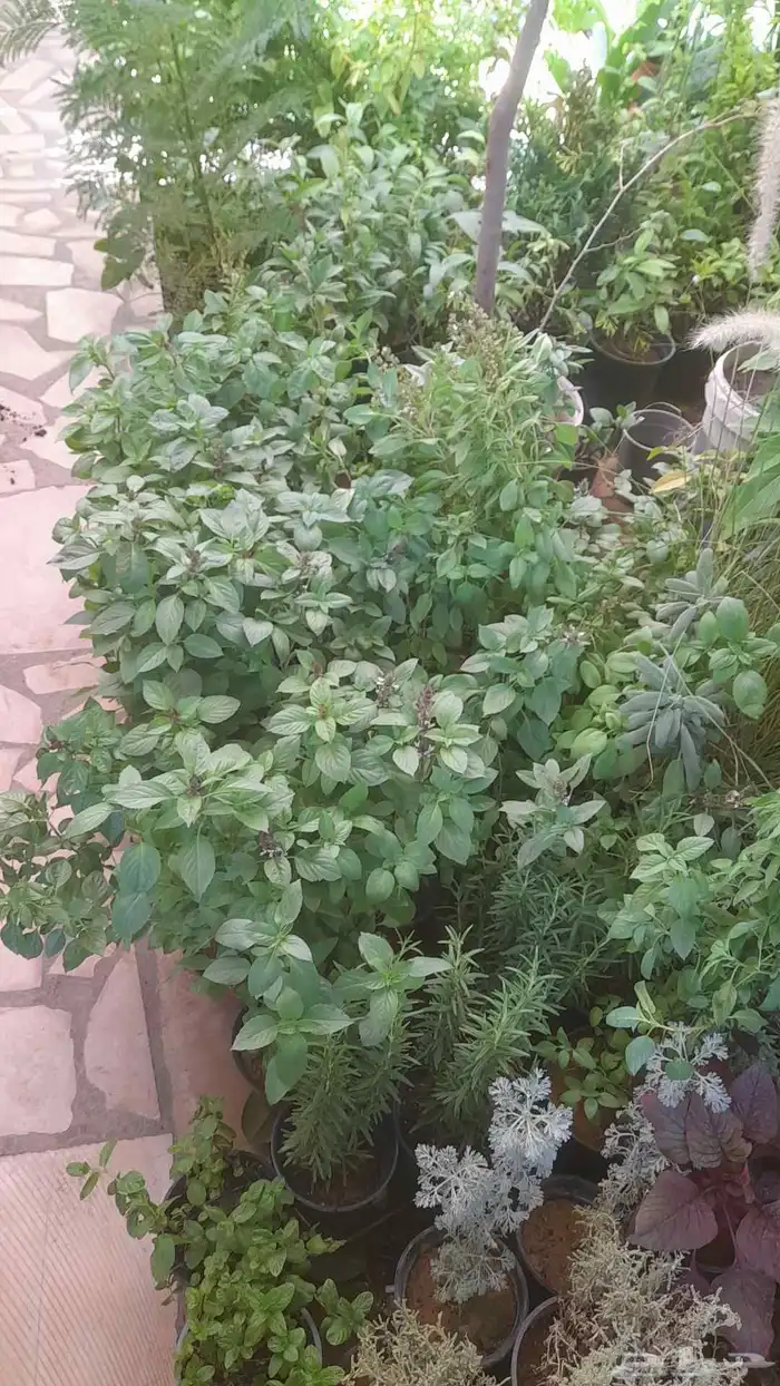 منسق حدائق وتركيب جميع شبكات الري العادي والاتمتك والدكور 8