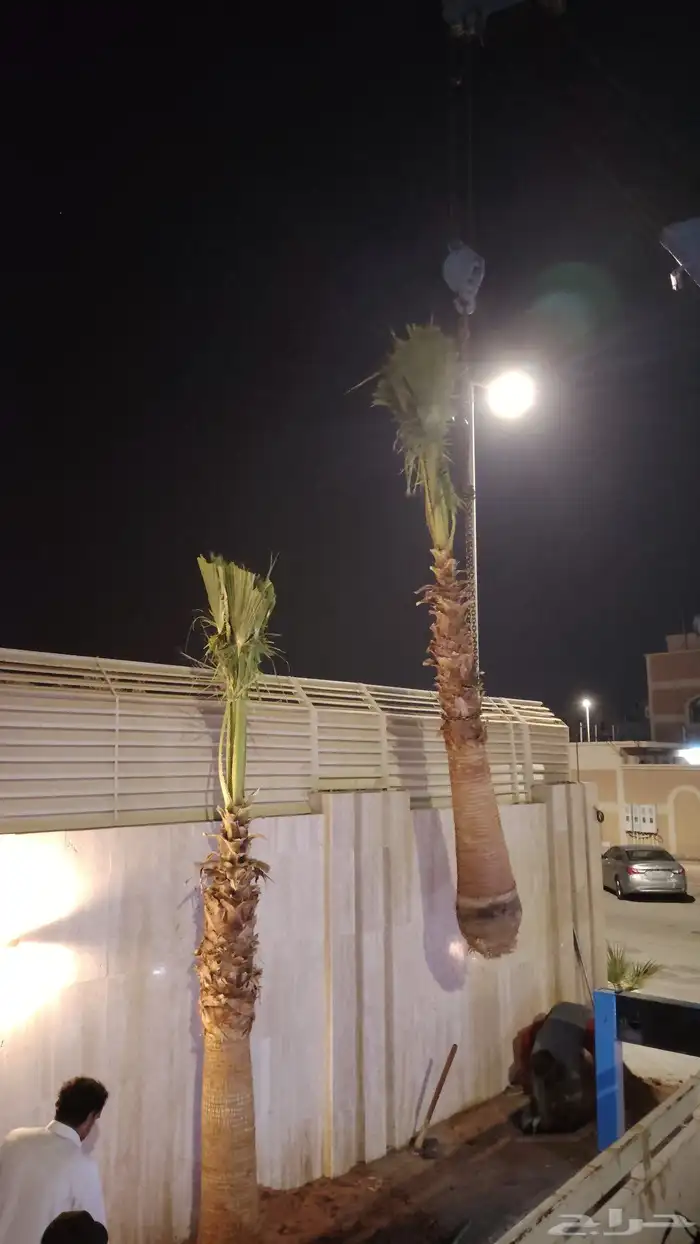 نخل وشنطني زينه وزيتون معمر 1