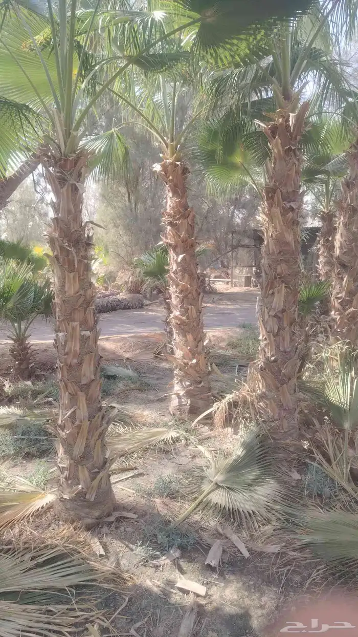 يوجد لدينا نخل للبيع 4