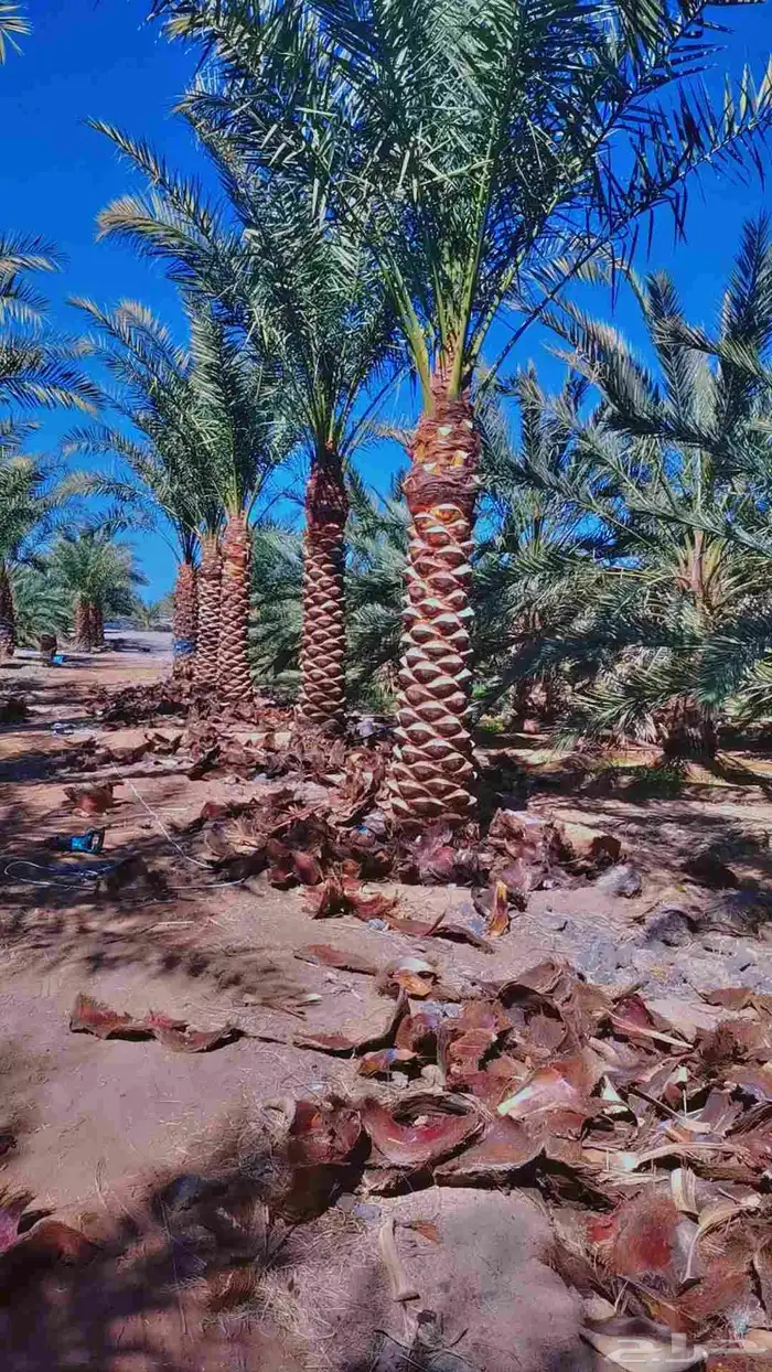 مقول نخل وشبوك مزارعه 6