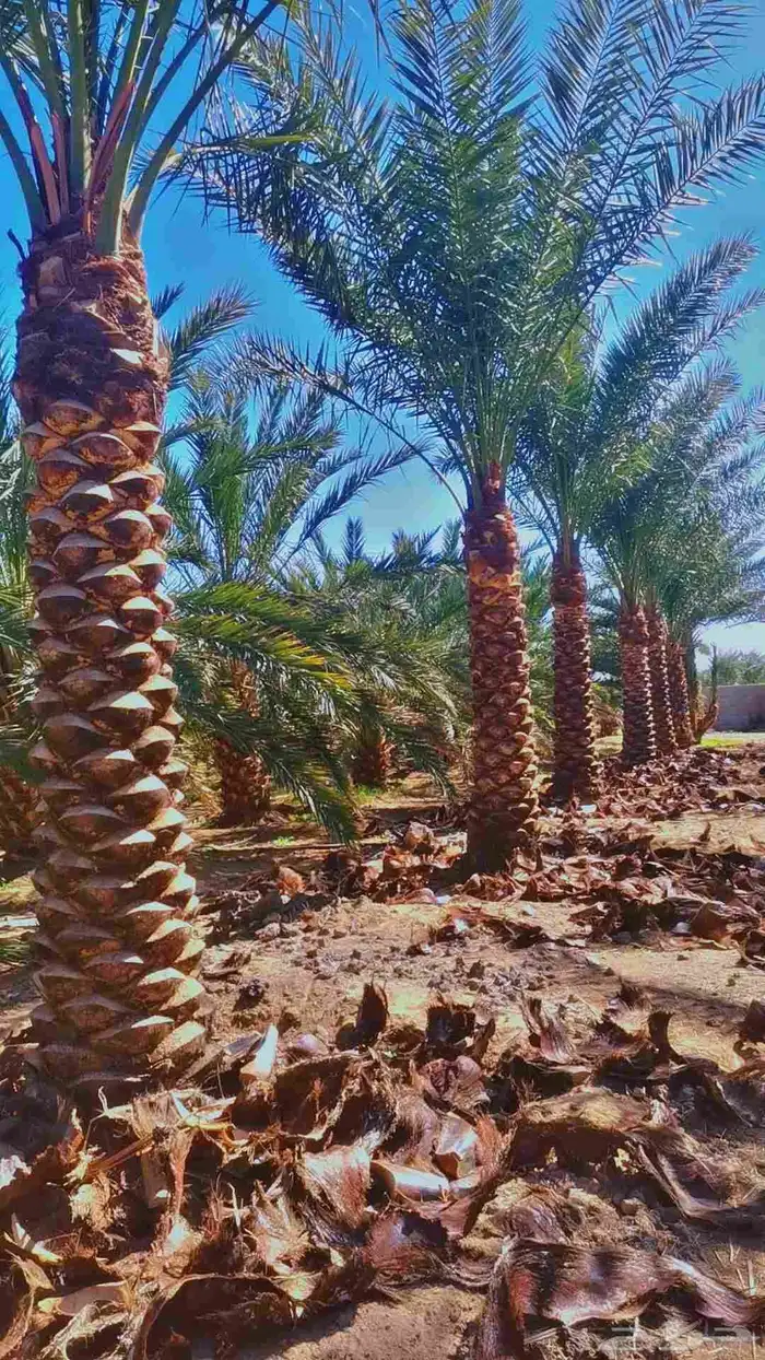 مقول نخل وشبوك مزارعه 7