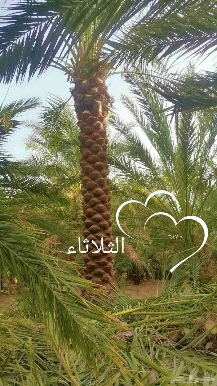 مقول نخل وشبوك مزارعه 9