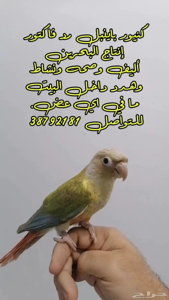 كنيور باينبل رد فاكتور أنتاج البحرين مفطوم وياكل بروحه 100 0