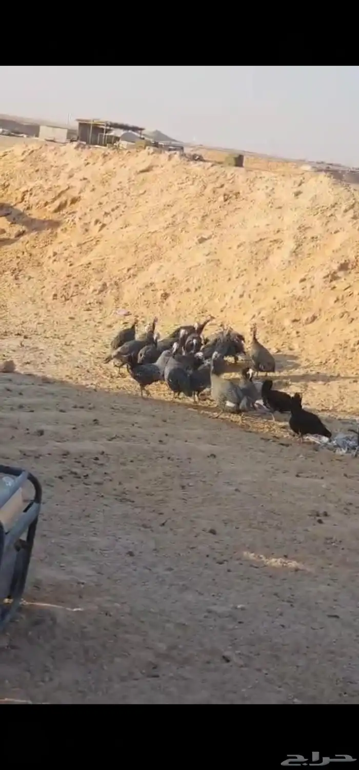 لبيع دجاج حبشي 1