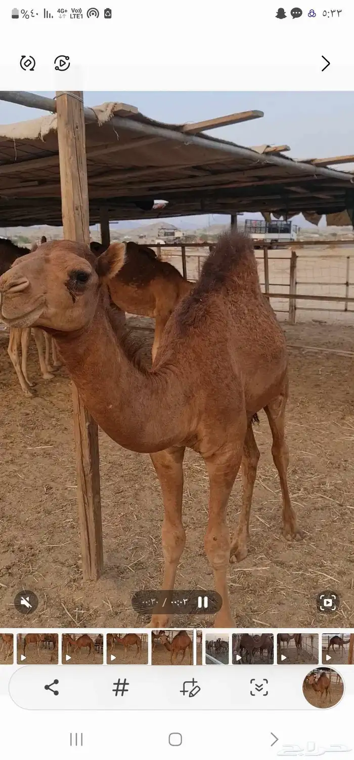 قعود للبيع 2