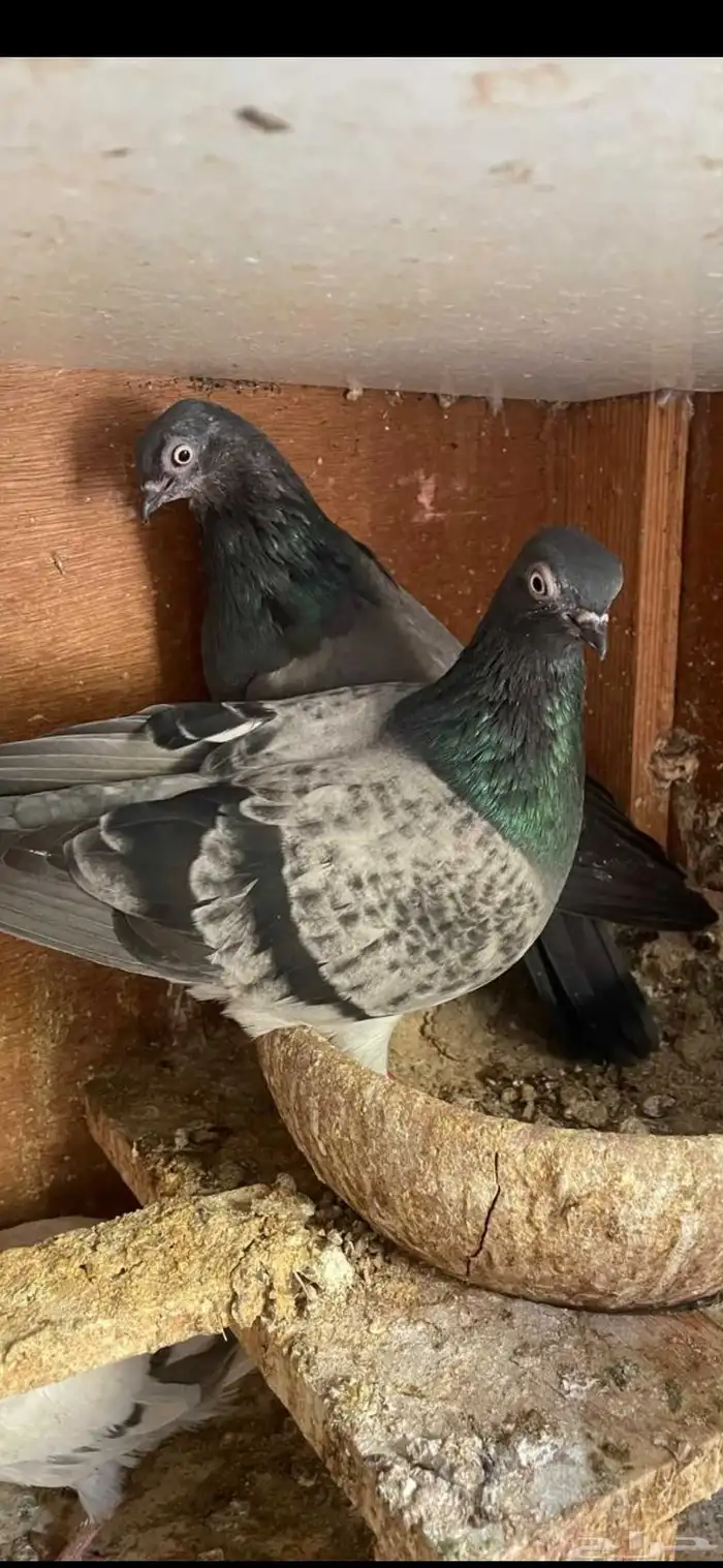 جوز فينا معه فرخين تم اللبيع تم اللبيع تم اللبيع تم اللبيع 0