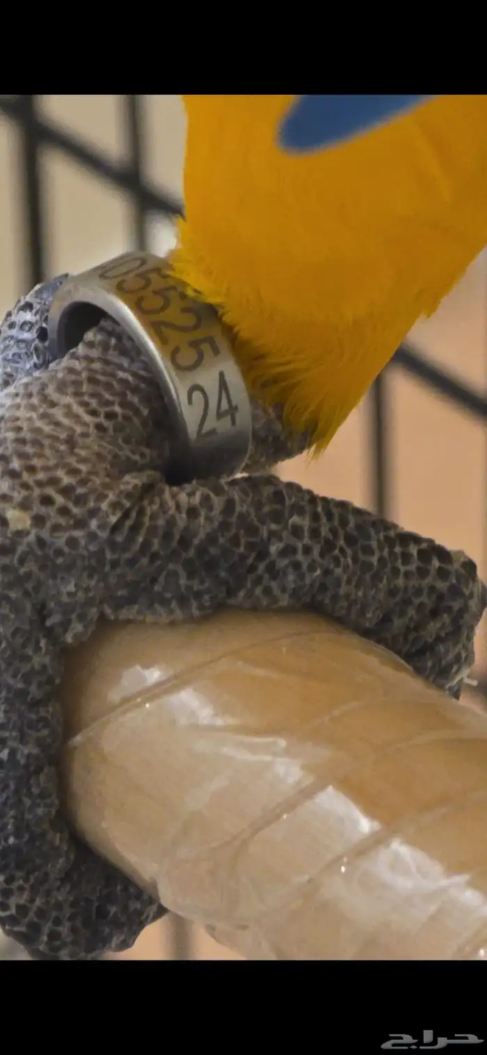 مكاو للبيع 3