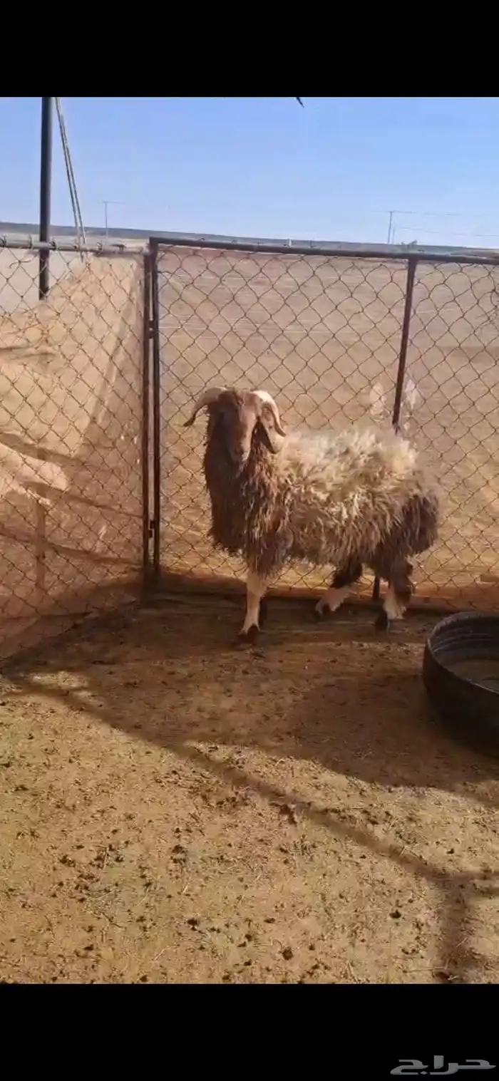 خروف ورخله نعيمي 1