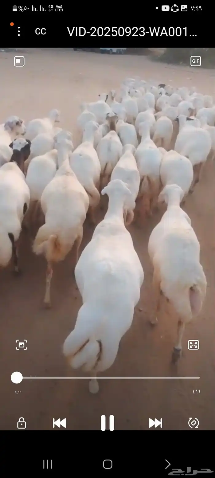 يوجد لدينا ضان رفيديات للبيع العدد 200راس مضاريع قرايب 1