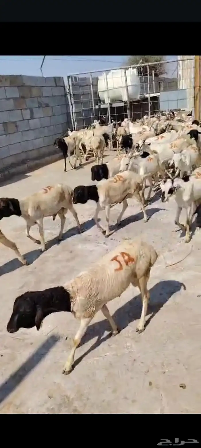 متوفر دفعة جديدة من البرابر والتيوس بأسعار وجودة ممتازة 0