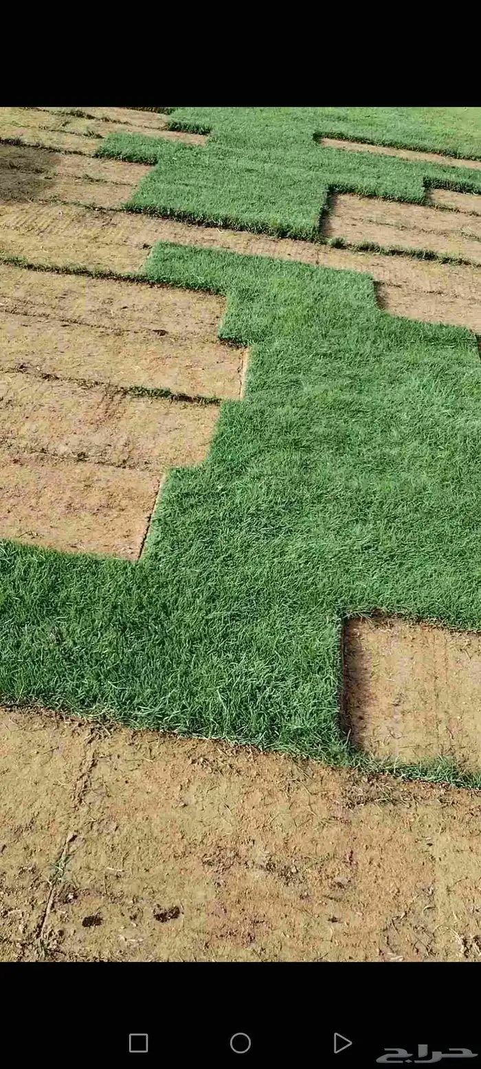 ثيل طبيعي درجه اولى توريد من المزرعة موقعنا الخرج 4