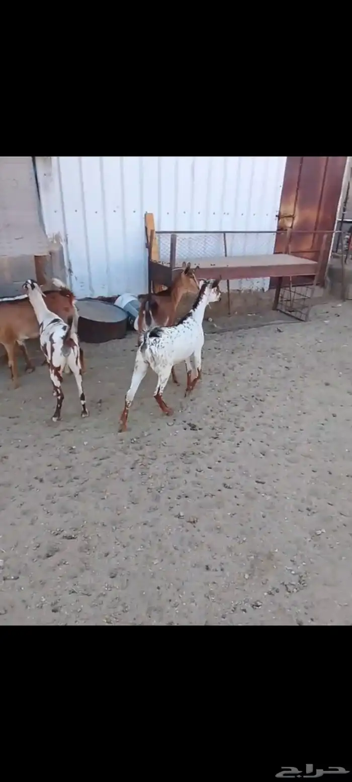 لللبيع 20معزا حص دهم وبقش وبيض معزا مراح واحد 13