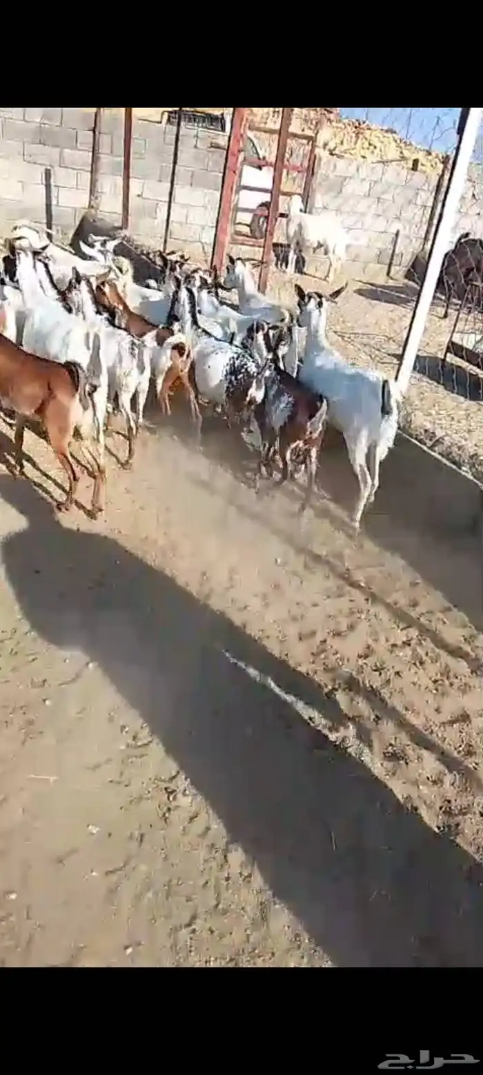 لللبيع 20معزا حص دهم وبقش وبيض معزا مراح واحد 0