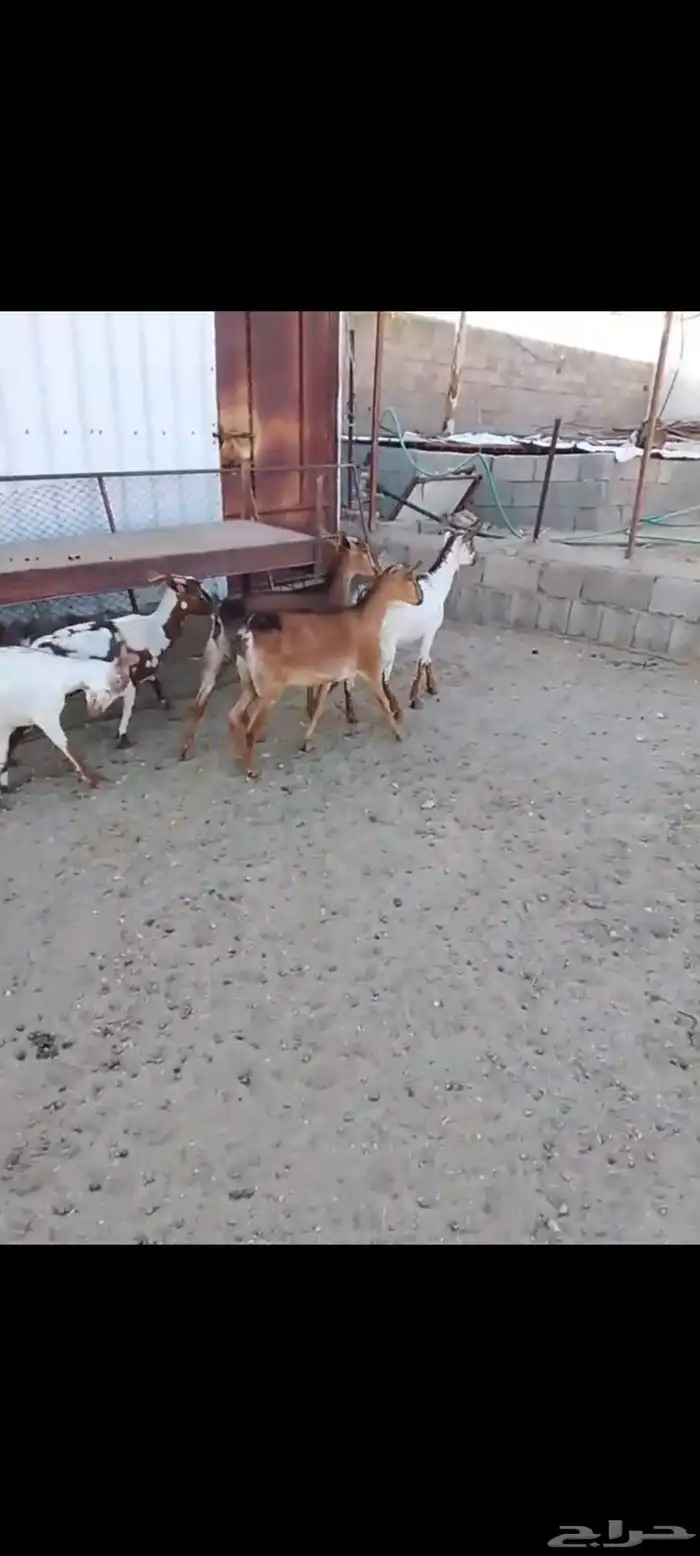 لللبيع 20معزا حص دهم وبقش وبيض معزا مراح واحد 2