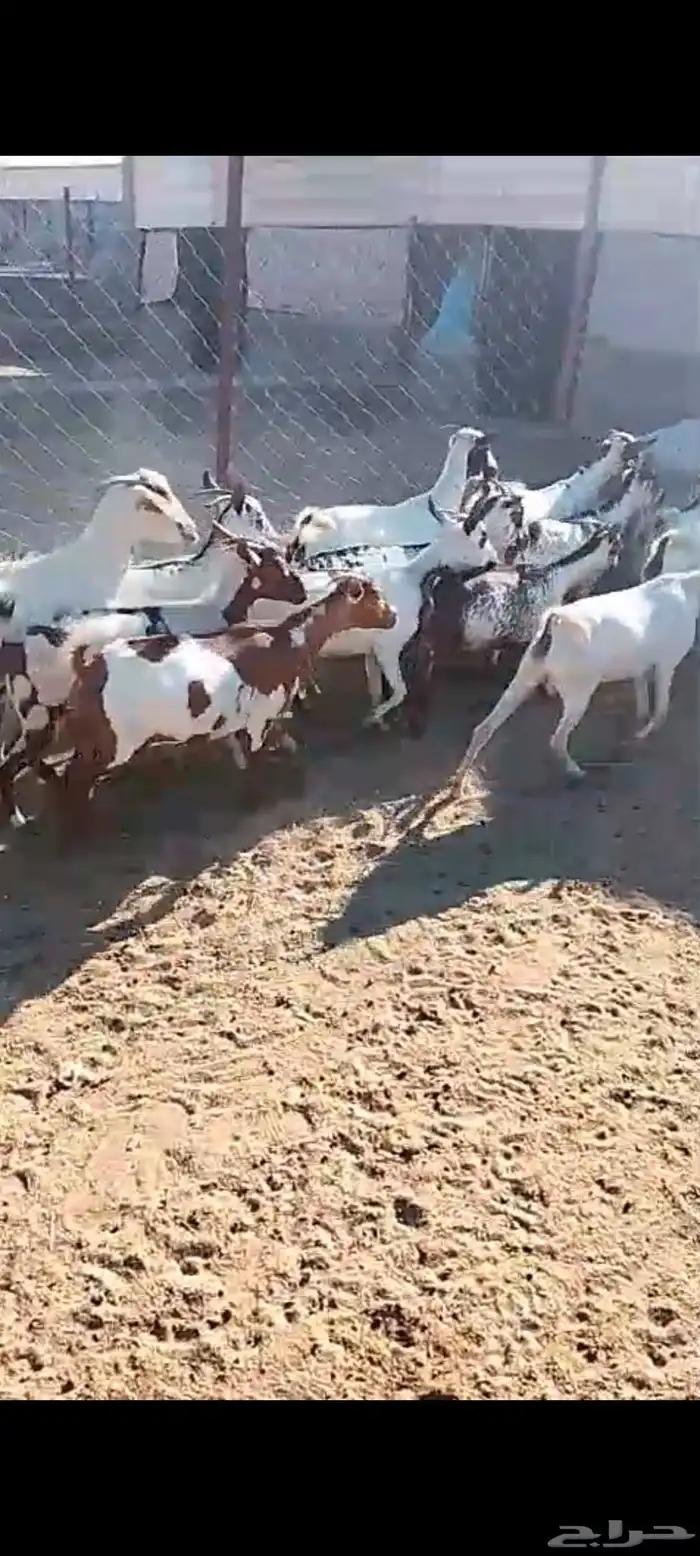 لللبيع 20معزا حص دهم وبقش وبيض معزا مراح واحد 10