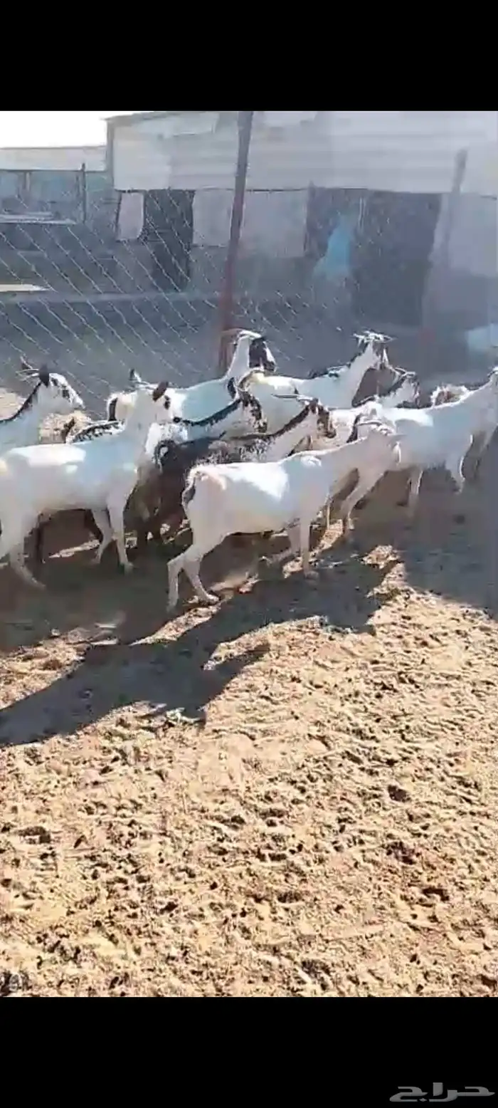 لللبيع 20معزا حص دهم وبقش وبيض معزا مراح واحد 9
