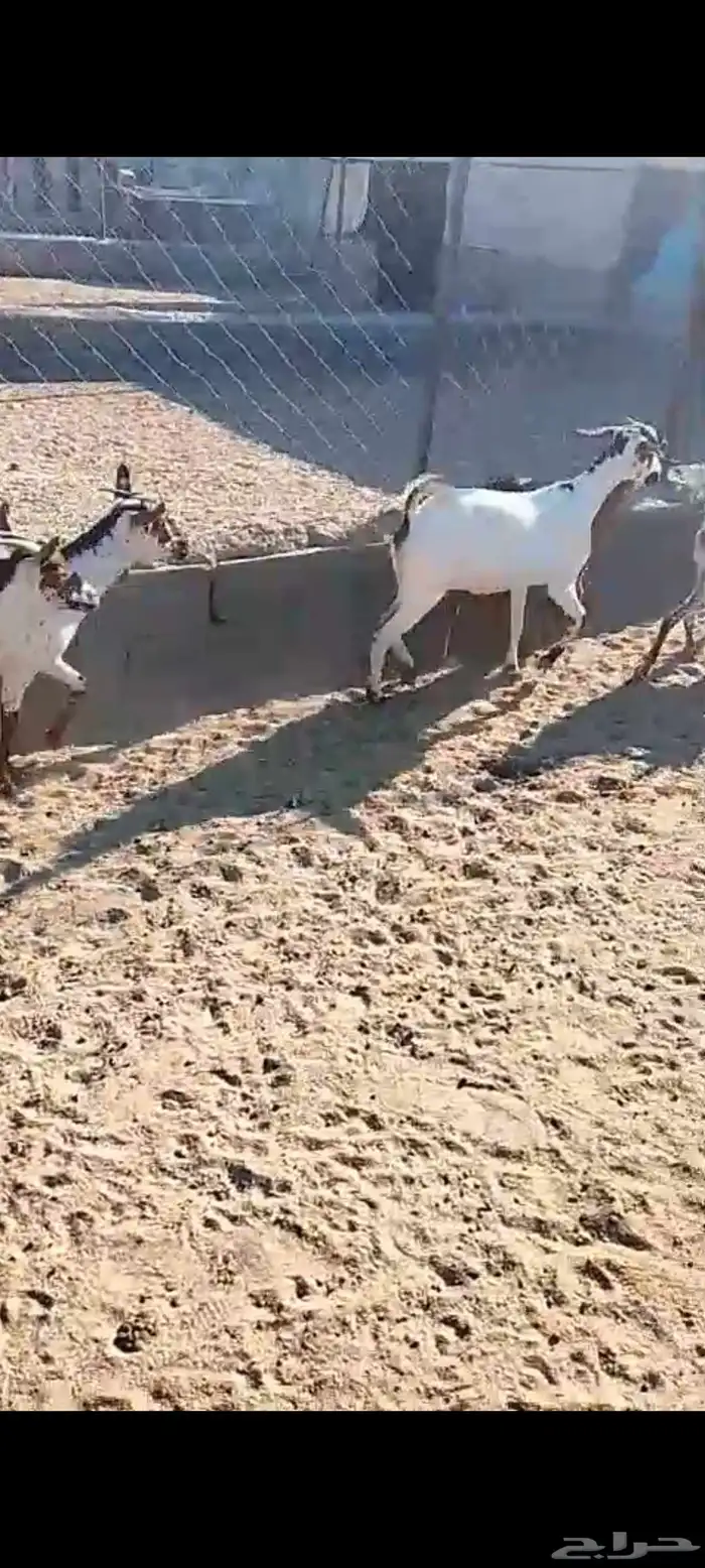 لللبيع 20معزا حص دهم وبقش وبيض معزا مراح واحد 19