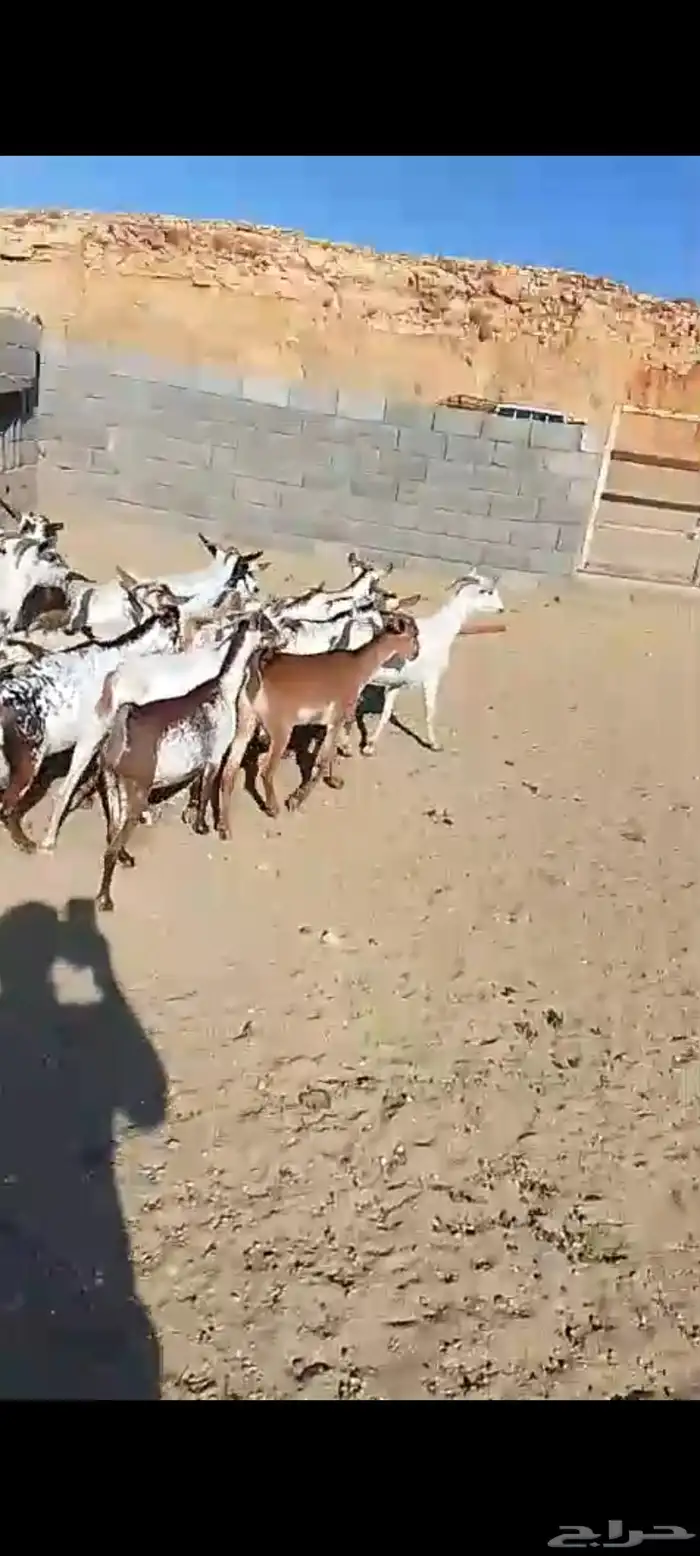 لللبيع 20معزا حص دهم وبقش وبيض معزا مراح واحد 5