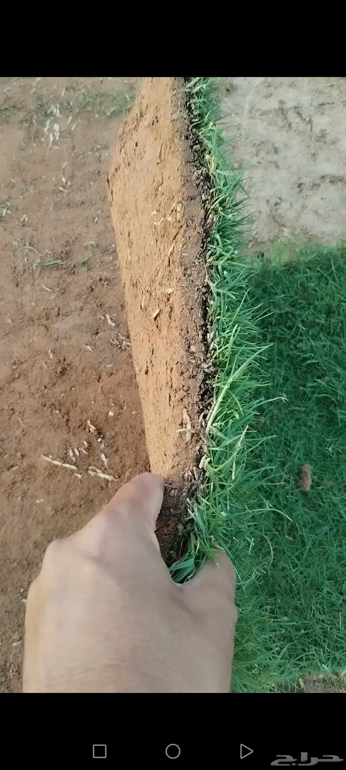 ثيل طبيعي درجه اولى توريد من المزرعة موقعنا الخرج 2