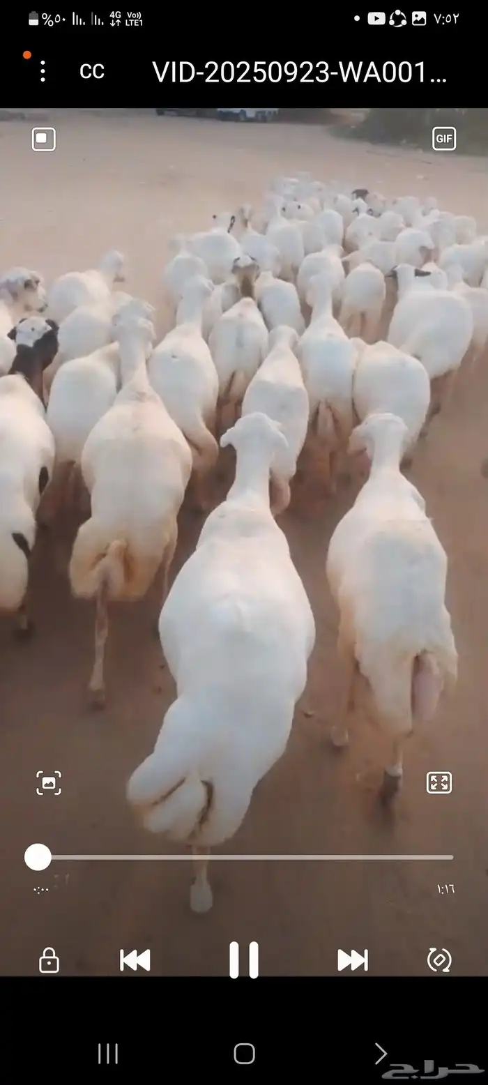 يوجد لدينا ضان رفيديات للبيع العدد 200راس مضاريع قرايب 0