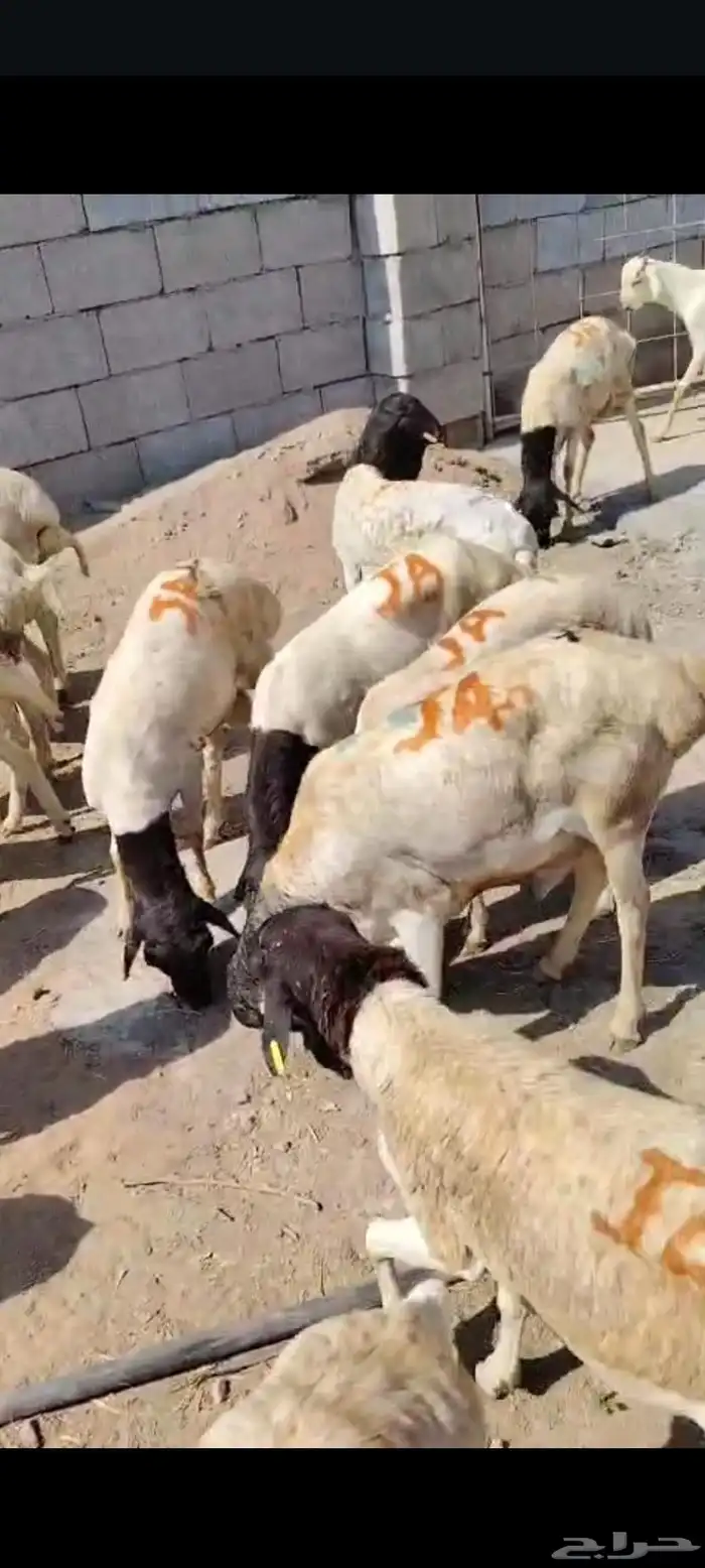 متوفر دفعة جديدة من البرابر والتيوس بأسعار وجودة ممتازة 4