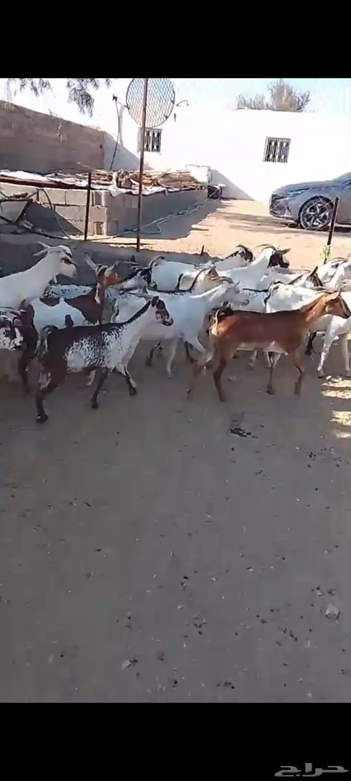 لللبيع 20معزا حص دهم وبقش وبيض معزا مراح واحد 15