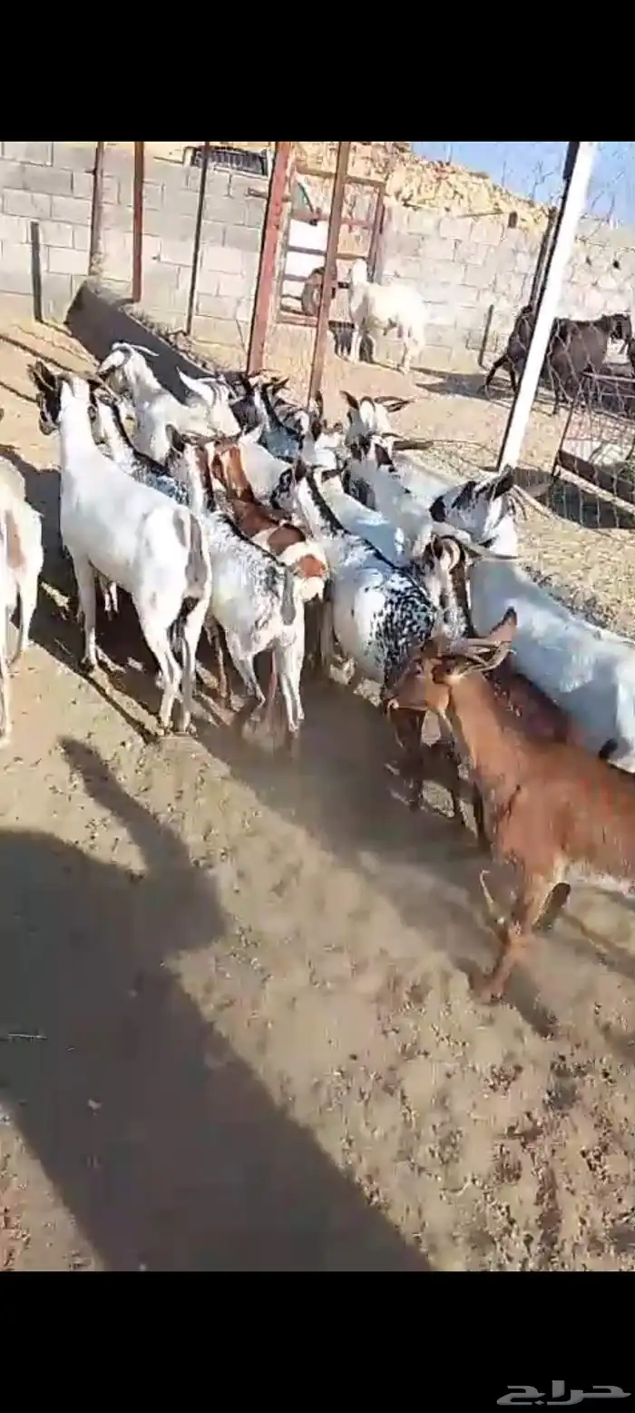 لللبيع 20معزا حص دهم وبقش وبيض معزا مراح واحد 7