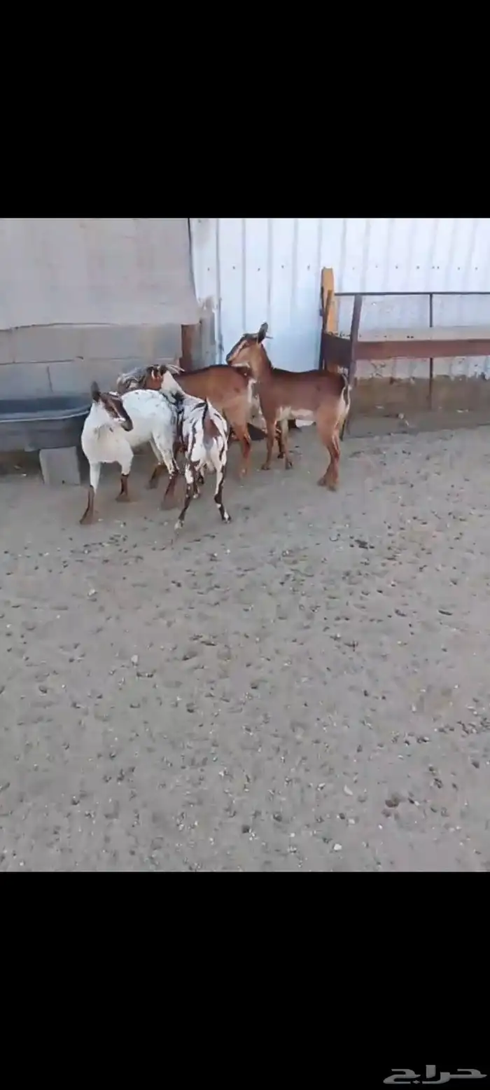 لللبيع 20معزا حص دهم وبقش وبيض معزا مراح واحد 1