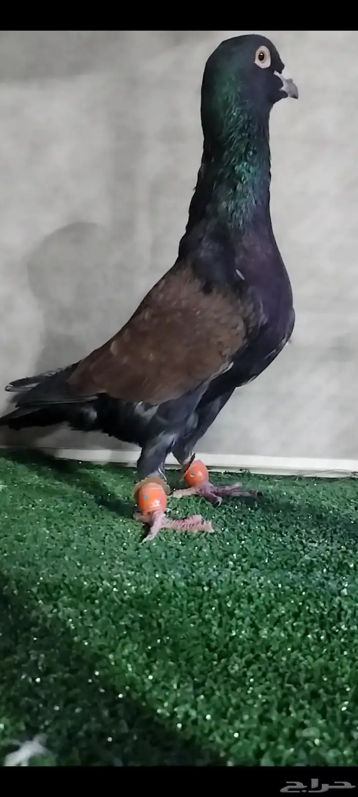 حمام شامي قرنفلي وريحاني 1